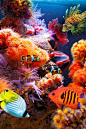神奇；梦幻般的海洋世界：珊瑚礁，热带鱼