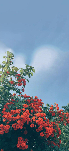 只倾心不倾城1采集到一花一世界