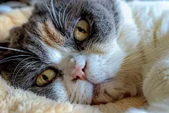 呆萌小猫咪宠物摄影
