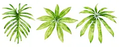 叶子  - 源文件下载【酷图网】叶子,水彩叶子,枫叶,芭蕉叶,扇子叶,树叶,手绘花卉,油画,数码,印花,手绘花,乱花,热带花,热带叶子,清新水彩,清新,矢量,高清,花,春天,
