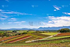 日本北海道绚丽多彩的花海全景。
