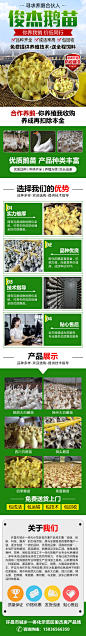 许昌市城乡一体化示范区俊杰禽产品场