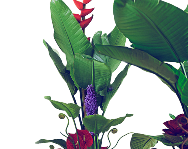 花草树木PNG (456)