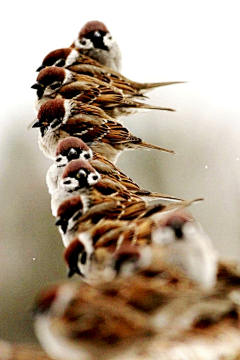 啊大黄采集到萌宠 · 治愈