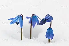花园里的西伯利亚Scilla。春雪下的第一朵花。