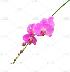粉红色兰花花，孤立