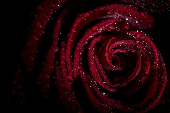 黑暗背景红色玫瑰花图片