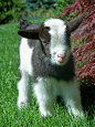 Baby Nigerian Dwarf Goat. I've always wanted a goat, and one this cute would be wonderful!