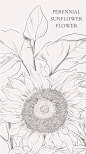 野生向日葵（Perennial Sunflower）花 语：投缘（Affinity）野生向日葵的用途很广：种子可以做成点心、还可以提炼食用油、叶片是家畜喜爱的饲料、花可以做成染料等。它和我们的日常生活可是息息相关的，是一种和人类相当投缘的植物。因此，它的花语是－投缘。受到这种花祝福而生的人是理想的情人，更是最佳的终生伴侣。为了让你的他（她）早日出现，请主动积极一点。 