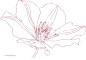 热带花卉水彩手绘剪贴画 (15)