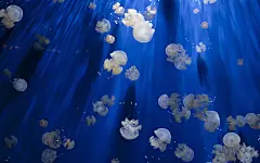水母壁纸