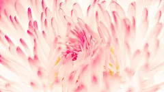 粉色菊花花蕊桌面壁纸
