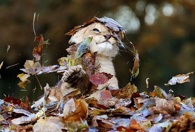 第一次经历秋天的小狮子Karis  ​​...