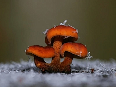 烟雨兰花采集到蘑菇