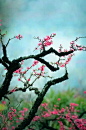 红入桃花嫩，青归柳叶新