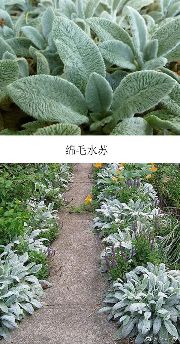 #园丁生活#   银叶植物，叶片泛着银色...