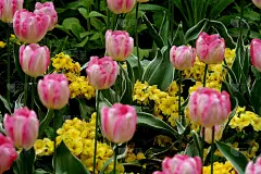 多彩的色泽花园场景