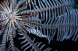 A striped shrimp perches on its feather star host. Investors like this one are lazy; they don't even bother to hunt for food. They wait for their host to digest its meal, then feast on its fecal pellets.