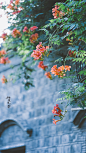 #就要这young拍# #随手拍一夏#
【老门东 凌霄】披云似有凌霄志，向日宁无捧日心。

高考的日子，凌霄最应景。
O烟波里的棠（摄影） ​​​​