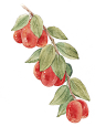 枣树支
