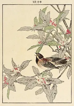 今尾景年(日本花鸟画家)《景年画谱》

画谱中描绘题材异常丰富，其造型准确性远远超出穴芥子园画谱，其生动性更胜过黄筌穴写生珍禽图，曾深刻地影响过中国二十世纪许多花鸟画大家 ♥️ ​ ​​​​