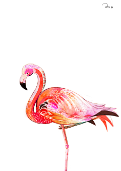 北谷町采集到Flamingos