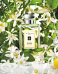 Jo Malone? Orange Blossom Collection | Bloomingdale's