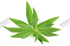 草本植物药材图片 【酷图网】中医,医学,传统,医疗,中药,中草药,药膏,中国风,工笔画,创意手绘,水彩中草,中草药植物,花卉本草,药,中草药材,药材,手绘,中医草药,中医药材,中药材,金银花,牛黄,黄连,人参,甘草,薄荷,冬虫夏草,丁香,药材插画,线稿,素描,手绘药材,手绘中药,草本,草药插画,手绘植物,免扣,PNG,素材