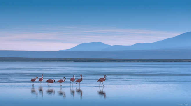 Flamingoes by Vincen...