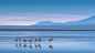 Flamingoes by Vincent Chen : 1x.com is the world's biggest curated photo gallery online. Each photo is selected by professional curators. Flamingoes by Vincent Chen