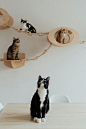 免费 動物, 双色的猫, 可愛 的 免费素材图片 素材图片