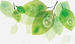 树木树叶高清素材 树叶 树叶底纹 树木树叶 免抠png 设计图片 免费下载