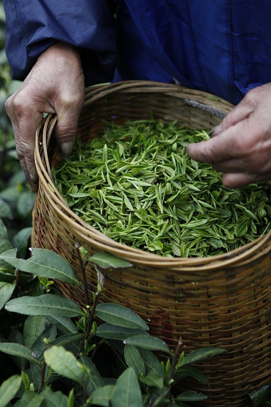 莫干山采茶