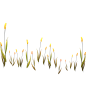 手绘水彩芦苇丛植物透明背景免抠PNG图案 装饰PS设计合成素材 (41)