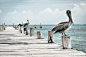 wood-jetty-landing-stage-sea