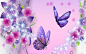 purple butterfly wallpaper 5899