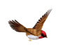 Bird PNG