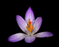 Crocus