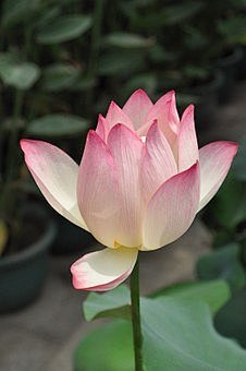 莲花, 花, 植物, 花瓣, 粉红色的花...