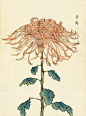 Keika Hasegawa Chrysanthemum, 1893, Wood Block Print: 