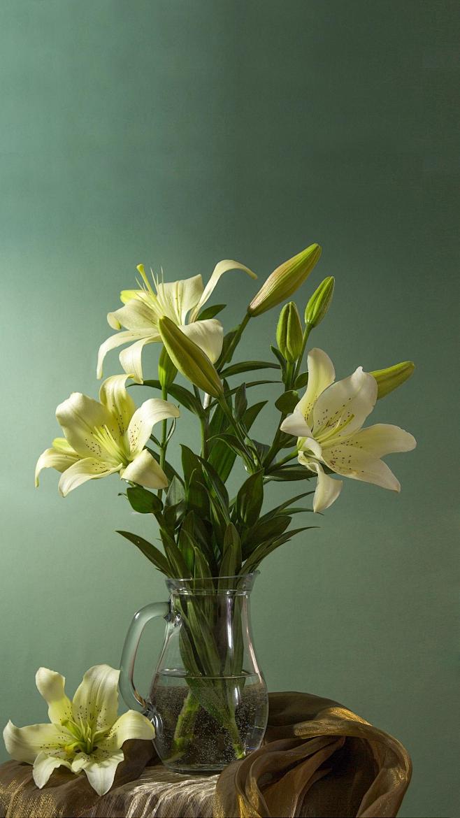 百合花怎么养才能开出更多更鲜艳的花朵？只...