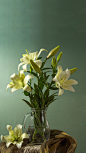 百合花怎么养才能开出更多更鲜艳的花朵？只需注意这简单几点。