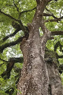 棵大树