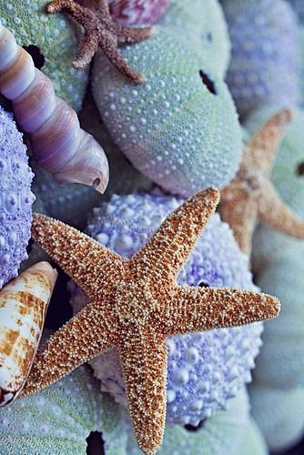 海滩、 海星