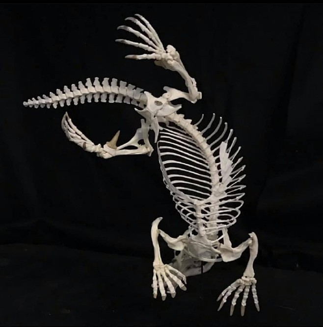 鸭嘴兽骨架