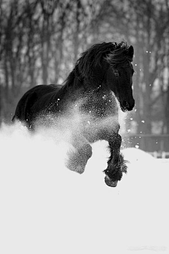 --wisdom❤Flavié采集到ANIMALS