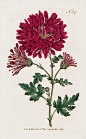 William Curtis Botanical Magazine Antique Prints 1787-1817: 