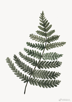 Aluo田小螺采集到花草植物插画