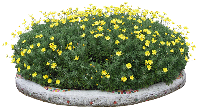 #草类# #植物PNG# #PNG素材#...