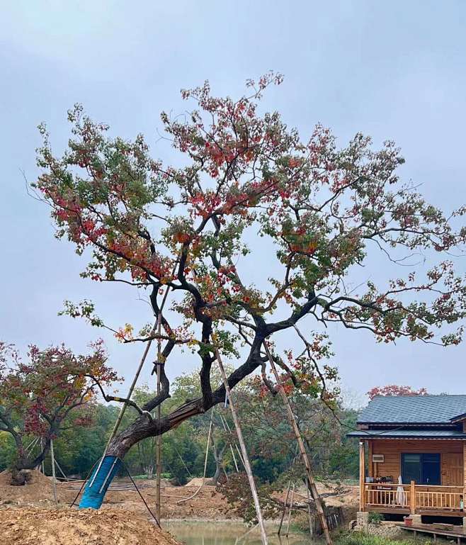 斜飘乌桕